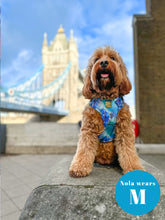 Load image into Gallery viewer, Agate Deluxe Four Piece Walkies Bundle - Save £25

