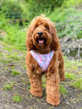 Load image into Gallery viewer, Pawcasso Adjustable Harness &amp; Lead Bundle
