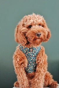 Emerald Safari Deluxe Five Piece Walkies Bundle - Save £25