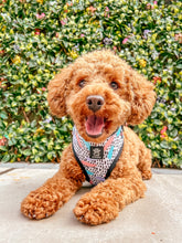 Load image into Gallery viewer, Bark of Art Adjustable Harness &amp; Lead Bundle

