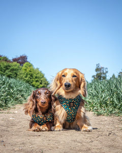 Emerald Safari Deluxe Five Piece Walkies Bundle - Save £25