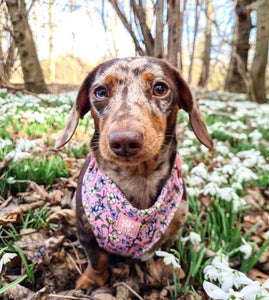 In Bloom Adjustable Harness