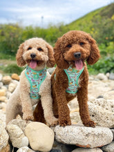 Load image into Gallery viewer, Pool Pawty Adjustable Harness &amp; Lead Bundle
