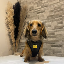 Load image into Gallery viewer, Opulence Deluxe Vegan Leather Adjustable Harness &amp; Lead Bundle
