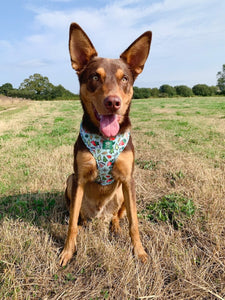 Adventure Bound Adjustable Harness