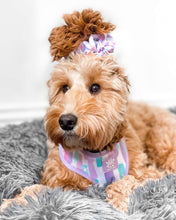 Load image into Gallery viewer, Pawcasso Four Piece Walkies Bundle - Save £25
