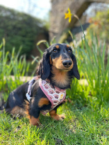 Marble Arch Adjustable Harness