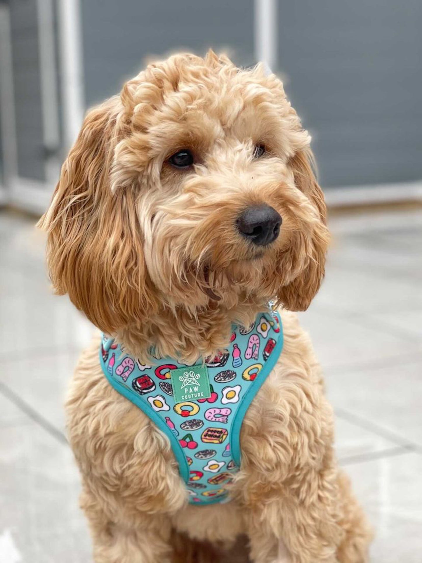 Pup 'n' Mix Adjustable Harness