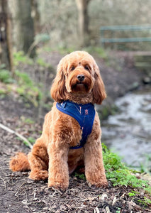 Midnight Palm Deluxe Adjustable Harness