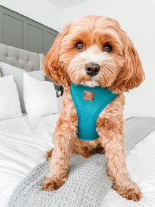 Teal Diamond Deluxe Quilted Adjustable Harness & Lead Bundle