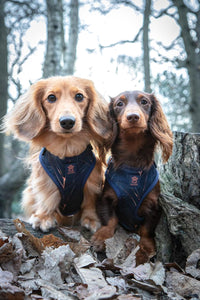 Midnight Palm Deluxe Adjustable Harness