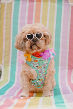 Load image into Gallery viewer, Pool Pawty Adjustable Harness &amp; Lead Bundle
