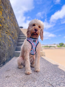 Bark of Art Adjustable Harness & Lead Bundle