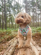 Load image into Gallery viewer, Adventure Bound Adjustable Harness
