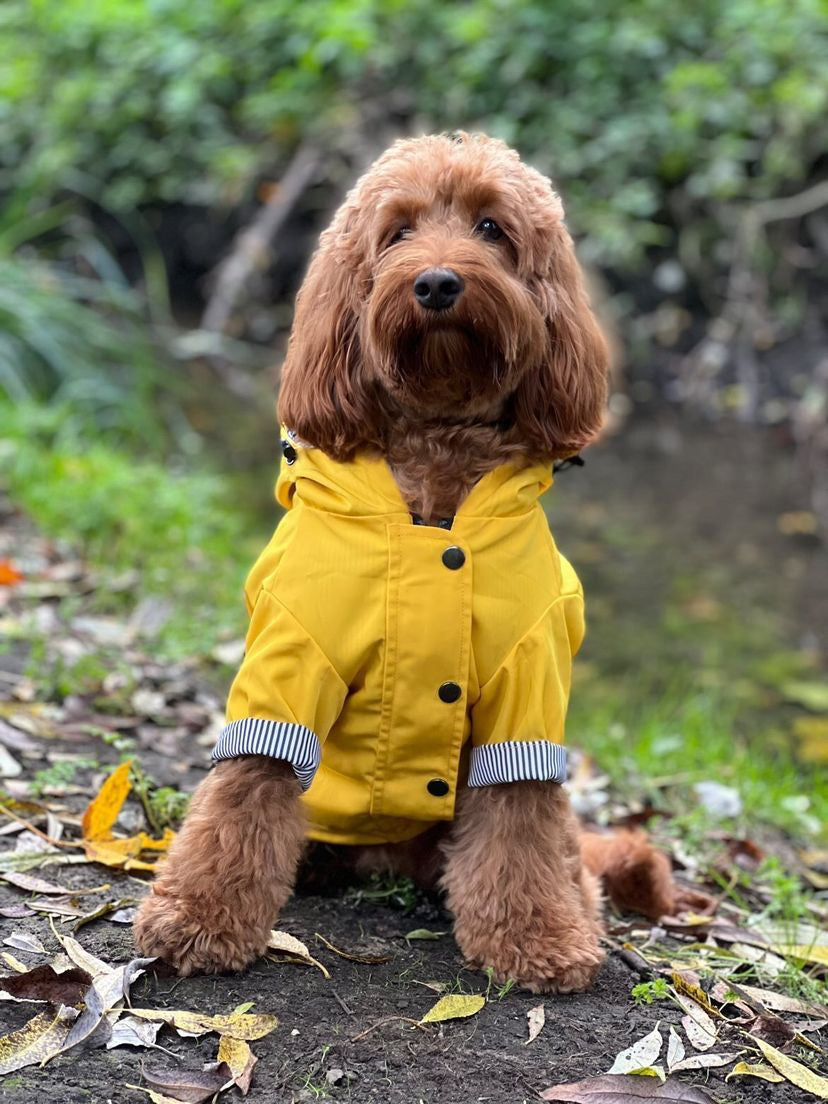 Rain proof hot sale dog coats