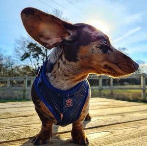 Midnight Palm Deluxe Adjustable Harness