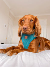 Load image into Gallery viewer, Teal Diamond Deluxe Quilted Adjustable Harness &amp; Lead Bundle
