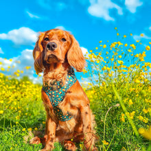 Load image into Gallery viewer, Emerald Safari Deluxe Five Piece Walkies Bundle - Save £25
