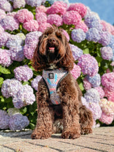 Load image into Gallery viewer, Bark of Art Adjustable Harness &amp; Lead Bundle

