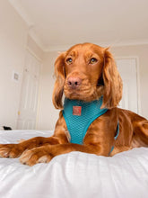 Load image into Gallery viewer, Teal Diamond Deluxe Adjustable Quilted Harness
