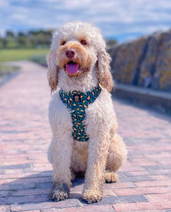 Emerald Safari Deluxe Five Piece Walkies Bundle - Save £25