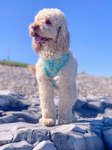 Pool Pawty Adjustable Harness