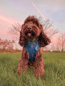 Midnight Palm Deluxe Adjustable Harness & Lead Bundle