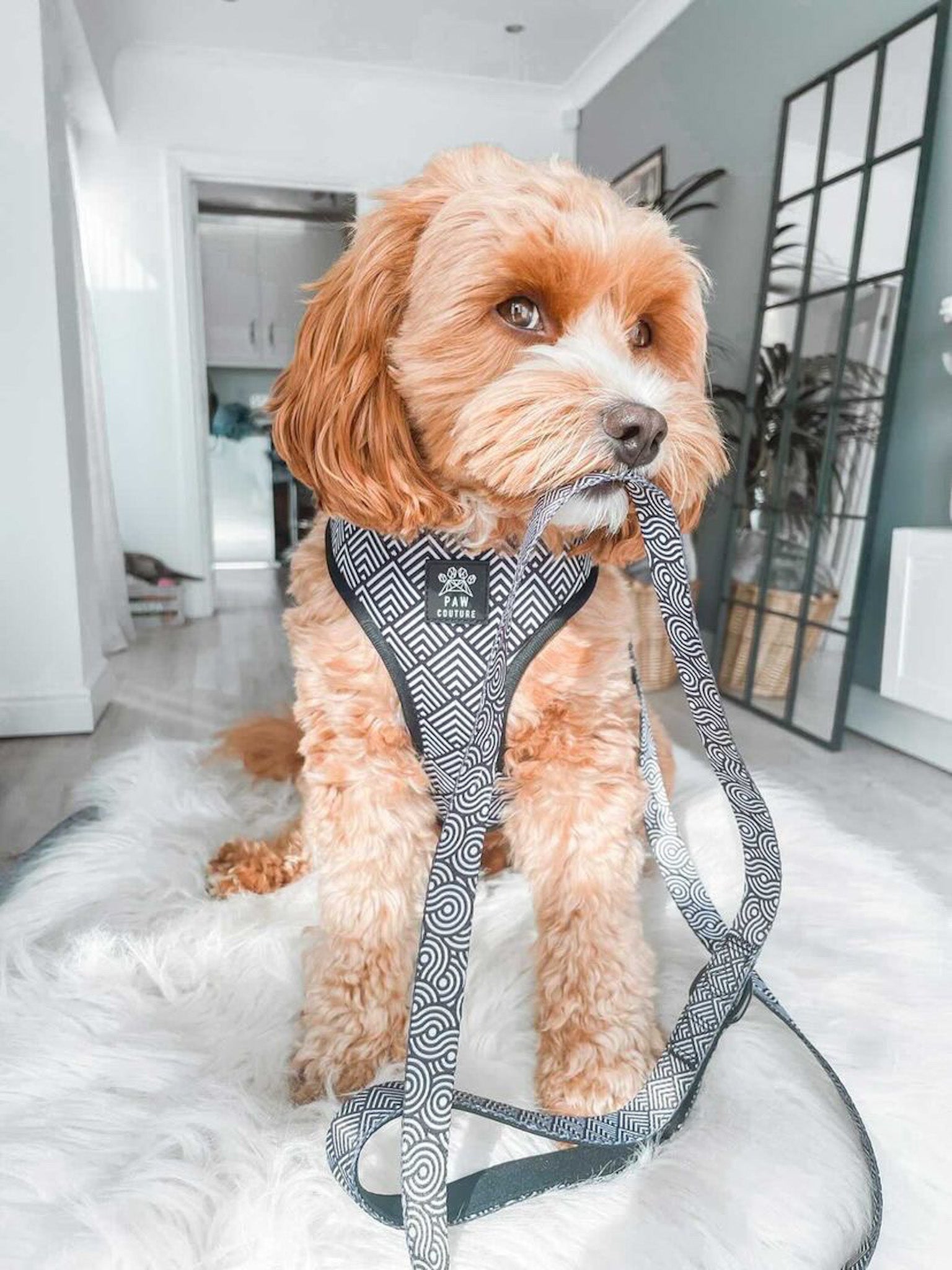 Couture deals dog harness