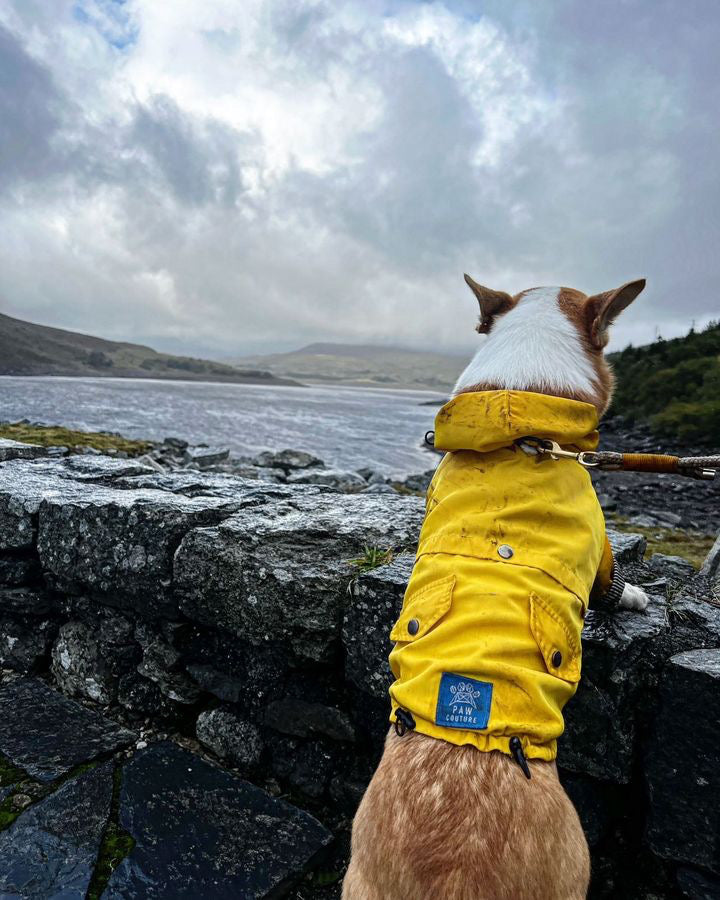 Blue and yellow clearance coat