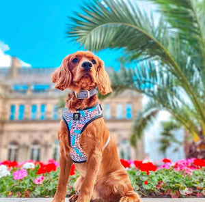 Bark of Art Adjustable Harness & Lead Bundle