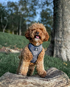 Onyx Jungle Five Piece Walkies Bundle - Save £25