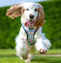 Load image into Gallery viewer, Bark of Art Adjustable Harness &amp; Lead Bundle
