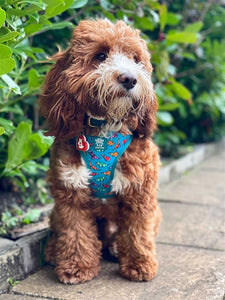 Origamisaur Five Piece Walkies Bundle - Save £25