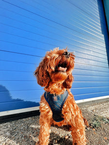 Midnight Palm Deluxe Adjustable Harness