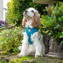 Load image into Gallery viewer, Teal Diamond Deluxe Quilted Adjustable Harness &amp; Lead Bundle

