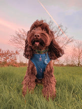 Load image into Gallery viewer, Midnight Palm Deluxe Adjustable Harness
