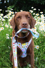 Load image into Gallery viewer, Ice Ice Doggy Adjustable Harness &amp; Lead Bundle
