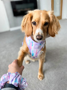 Pawcasso Four Piece Walkies Bundle - Save £25