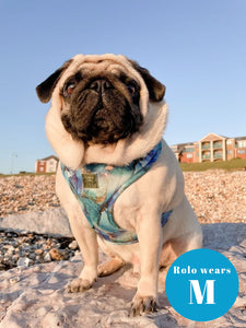 Agate Deluxe Adjustable Harness & Lead Bundle
